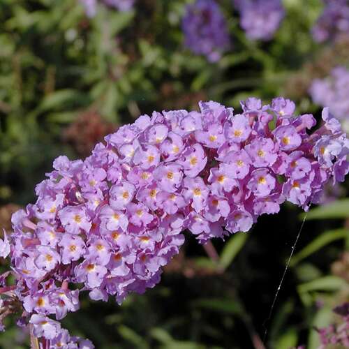 Afbeelding bij Vlinderstruik - Buddleja dav. 'Nanho Blue'