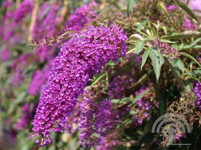 Afbeelding bij Vlinderstruik - Buddleja dav. 'Nanho Purple' 