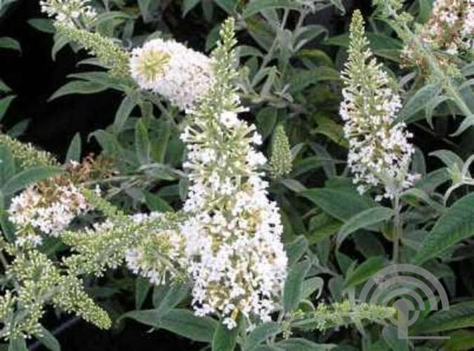 Afbeelding bij Vlinderstruik - Buddleja dav. 'Nanho White' 