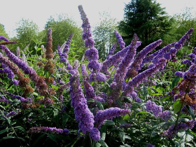 Afbeelding bij Vlinderstruik - Buddleja dav. 'Orchid Beauty'