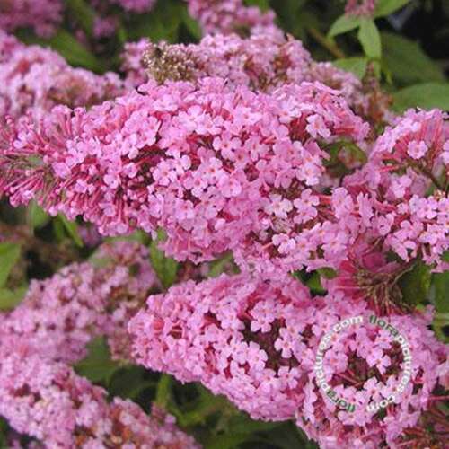 Afbeelding bij Vlinderstruik - Buddleja dav. 'Pink Delight' 