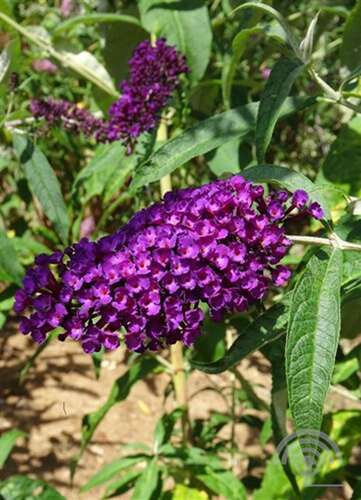 Afbeelding bij Vlinderstruik - Buddleja dav. 'Royal Red'