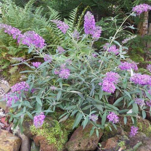 Afbeelding bij Vlinderstruik - Buddleja dav. 'Sophie'®