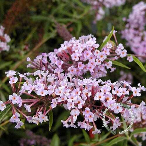 Afbeelding bij Vlinderstruik - Buddleja dav. var. nanhoensis 