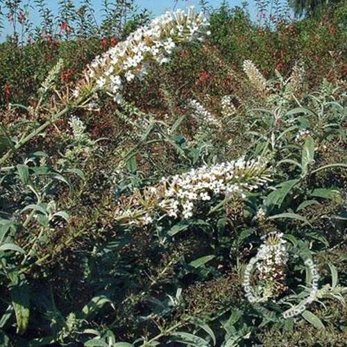Afbeelding bij Vlinderstruik - Buddleja dav. 'White Ball' 