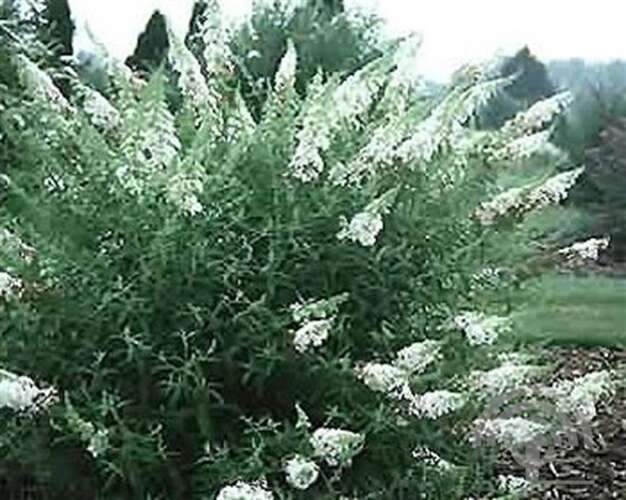 Afbeelding bij Vlinderstruik - Buddleja dav. 'White Bouquet'