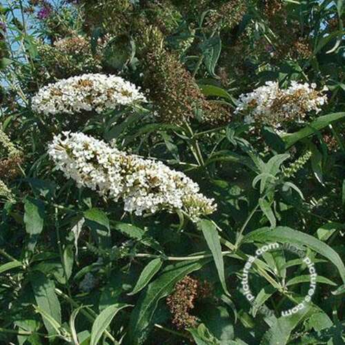 Afbeelding bij Vlinderstruik - Buddleja dav. &#039;White Profusion&#039; 