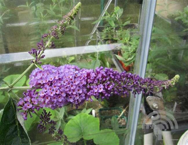 Afbeelding bij Vlinderstruik - Buddleja Flutterby™ &#039;Lavender&#039;® 