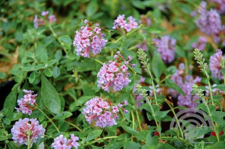 Afbeelding bij Vlinderstruik - Buddleja Flutterby™ 'Peace'®
