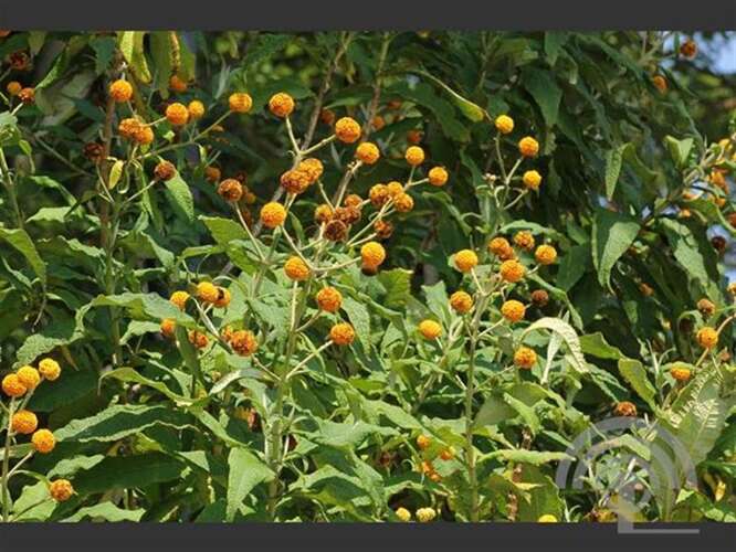 Afbeelding bij Vlinderstruik - Buddleja globosa