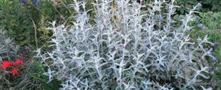 Afbeelding bij Vlinderstruik - Buddleja &#039;Silver Anniversary&#039;® 