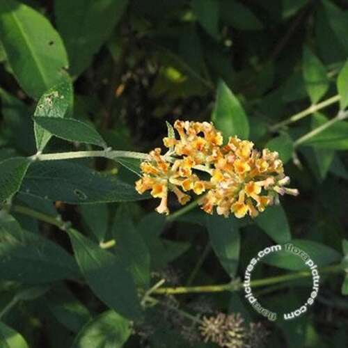 Afbeelding bij Vlinderstruik - Buddleja weyeriana &#039;Sungold&#039; 