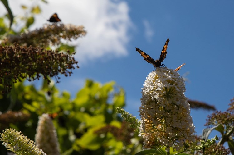 vlinderstruik-snoeien-oktober-herfst