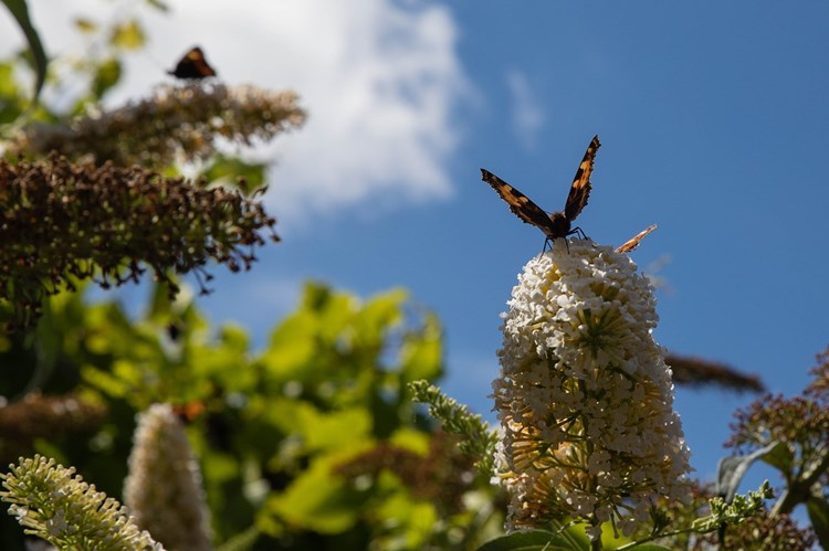 Vlinderstruik Snoeien Najaar Of Voorjaar