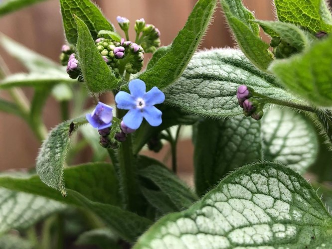 Afbeelding bij Voorjaar in de bol