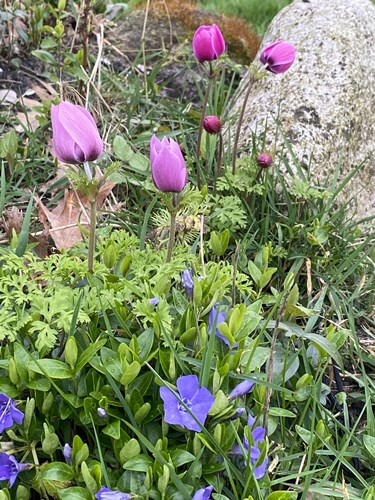 Afbeelding bij Voorjaarsboeket in een tuin