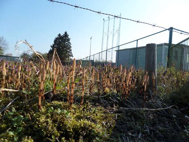 Afbeelding bij Vreemde sprieten in de bermen wit met bruin 