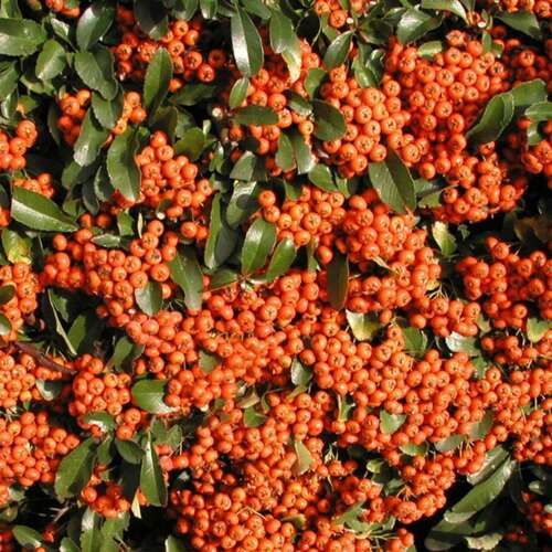 Afbeelding bij Vuurdoorn - Pyracantha 'Cadange'® (Saphyr Orange) 