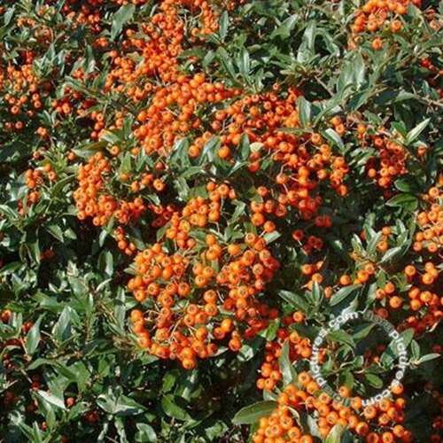 Afbeelding bij Vuurdoorn - Pyracantha cocc. 'Red Cushion'