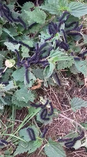 Afbeelding bij Waardplanten die belangrijk zijn in een natuurlijke tuin 