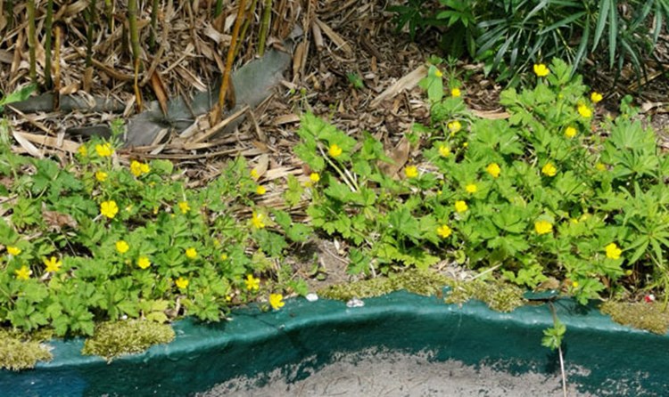 Afbeelding bij Waldsteinia ternata / goudaarbei 