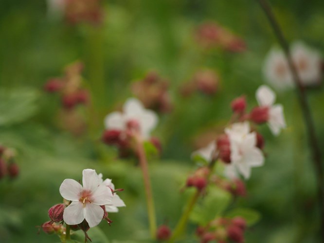 Wat Moet Ik Met Zevenblad In De Tuin