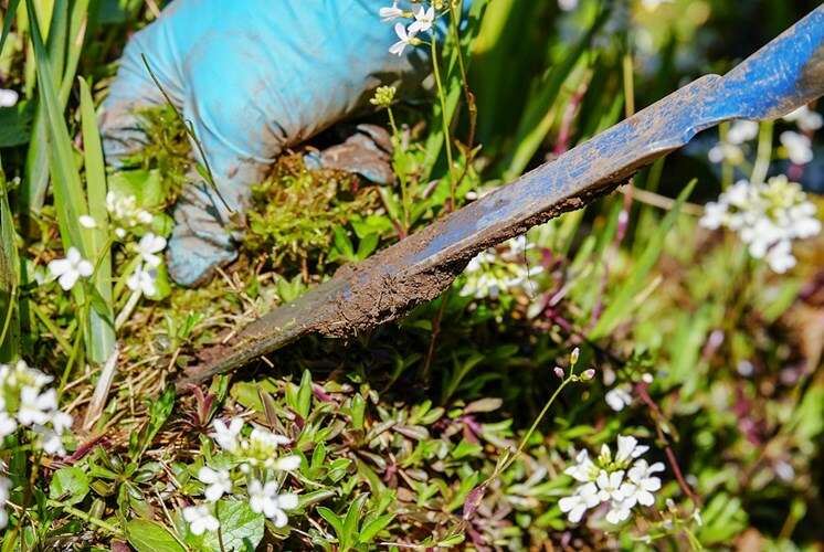 Zevenblad-bestrijden-met-bodembedekkers-vaste-planten