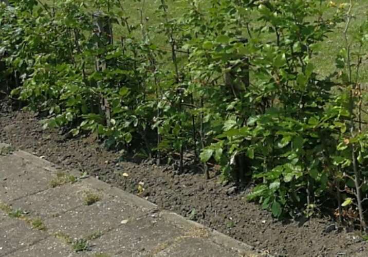 Afbeelding bij Wat onder een beukenhaag planten