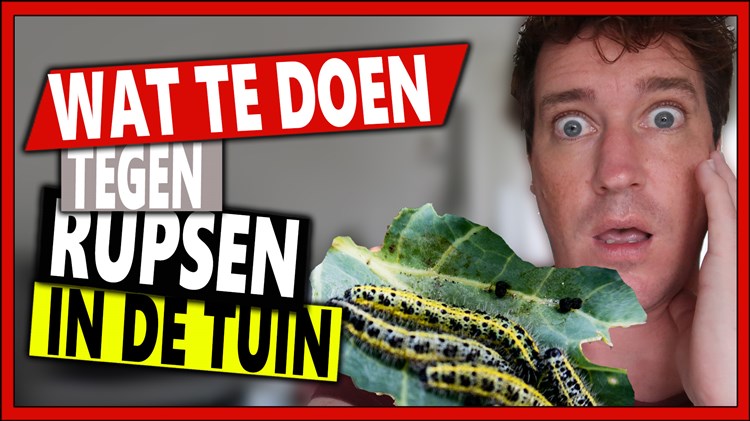 Afbeelding bij Wat te doen tegen rupsen op je kool