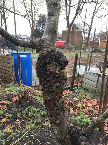 Afbeelding bij Wat voor ziekte heeft mijn boom