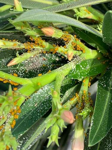 Afbeelding bij Wat zit er in mijn Oleander