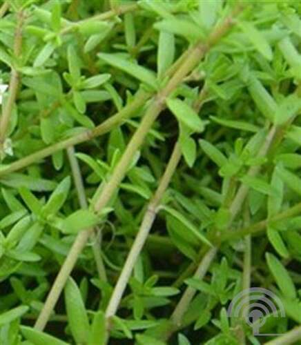 Afbeelding bij Watercrassula - Crassula recurva