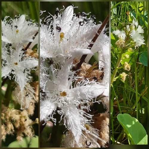 Afbeelding bij Waterdrieblad - Menyanthes trifoliata