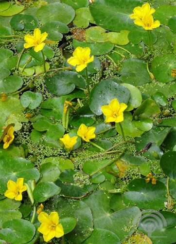 Afbeelding bij Watergentiaan - Nymphoides peltata