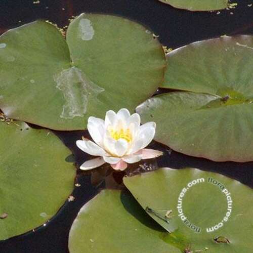Afbeelding bij Waterlelie - Nymphaea alba