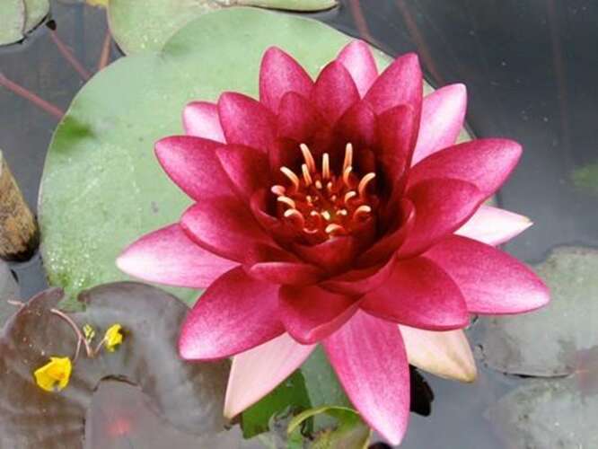 Afbeelding bij Waterlelie - Nymphaea &#039;Almost Black&#039; 