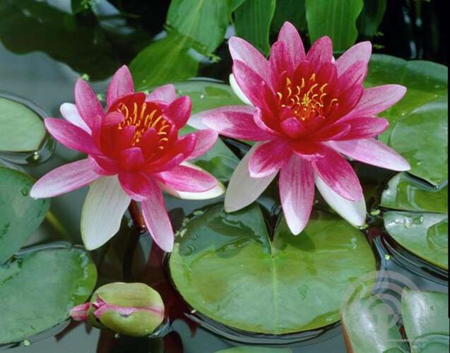 Afbeelding bij Waterlelie - Nymphaea &#039;Attraction&#039; 