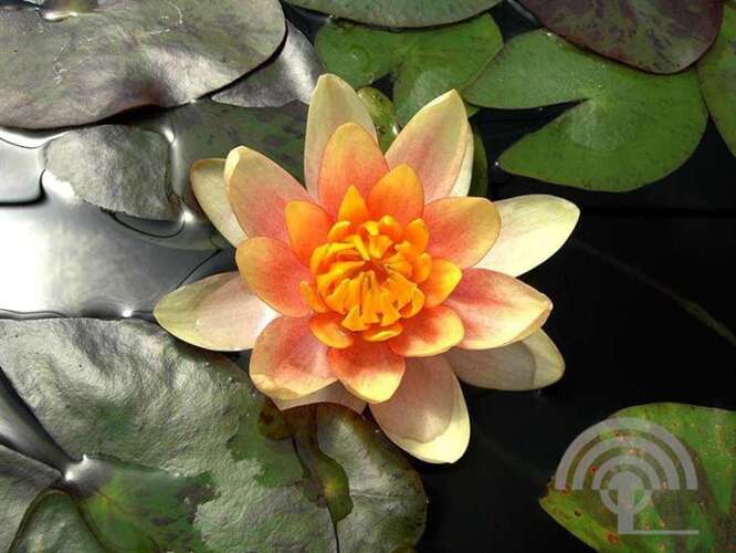 Afbeelding bij Waterlelie - Nymphaea 'Aurora'