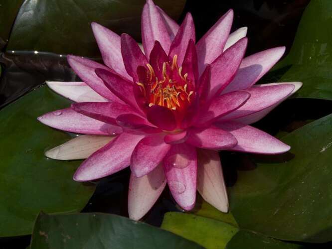 Afbeelding bij Waterlelie - Nymphaea &#039;Conqueror&#039; 