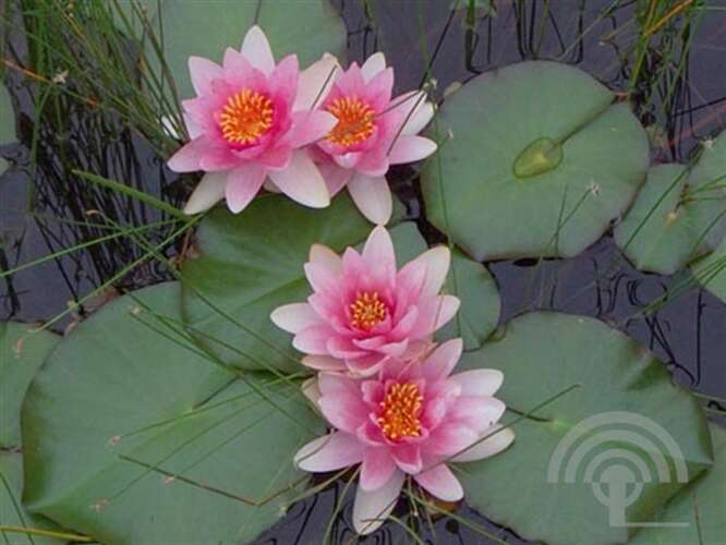 Afbeelding bij Waterlelie - Nymphaea &#039;Fabiola&#039; 