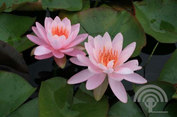 Afbeelding bij Waterlelie - Nymphaea &#039;Firecrest&#039; 