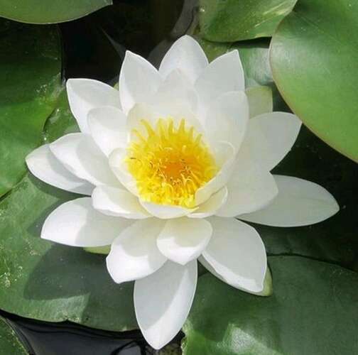 Afbeelding bij Waterlelie - Nymphaea &#039;Gladstoniana&#039;