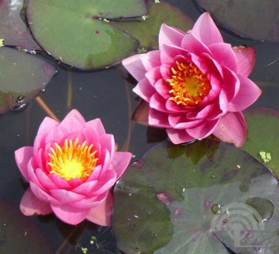 Afbeelding bij Waterlelie - Nymphaea 'James Brydon'