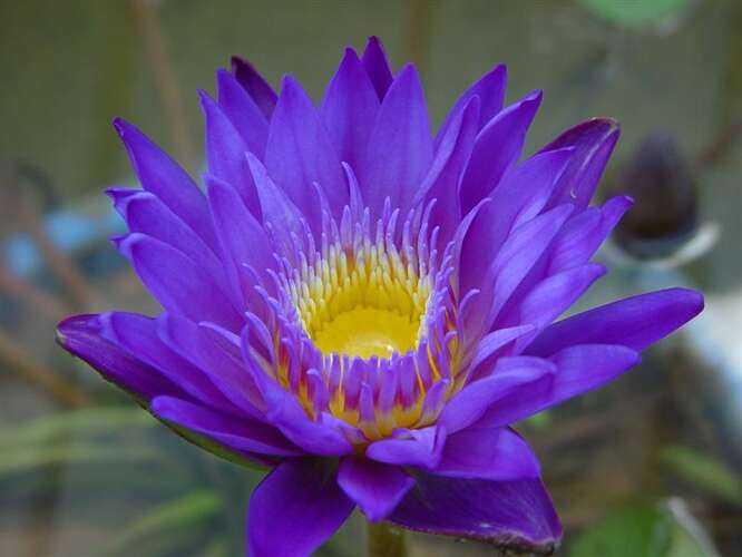 Afbeelding bij Waterlelie - Nymphaea 'King of the Blues' 