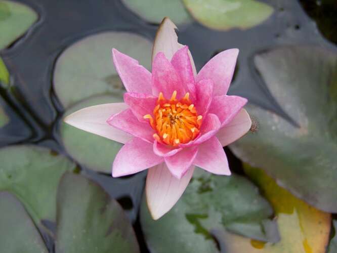 Afbeelding bij Waterlelie - Nymphaea 'Laydekeri Lilacea' 