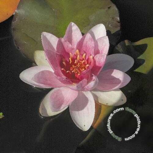 Afbeelding bij Waterlelie - Nymphaea 'Madame Wilfron Gonnère'