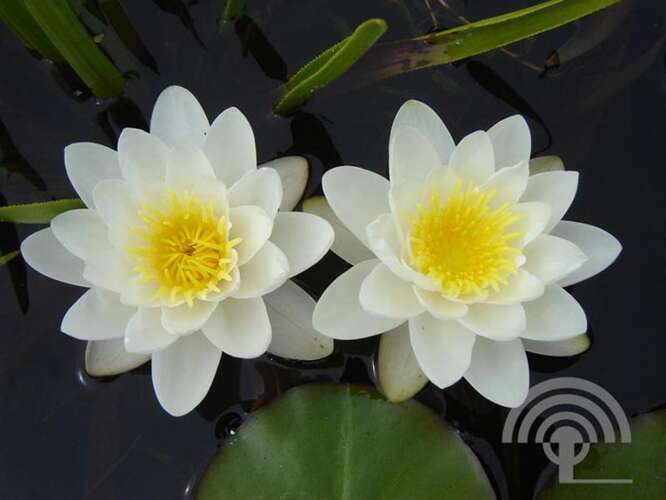 Afbeelding bij Waterlelie - Nymphaea 'Marliacea Albida'