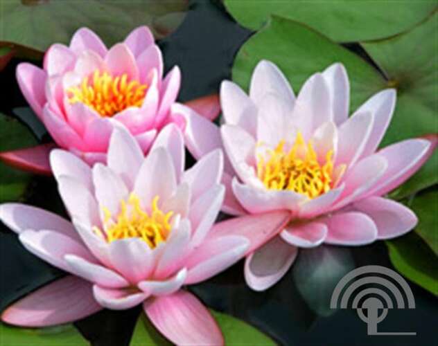 Afbeelding bij Waterlelie - Nymphaea 'Marliacea Carnea' 