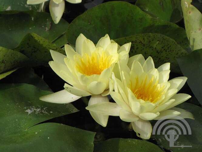 Afbeelding bij Waterlelie - Nymphaea 'Marliacea Chromatella' 