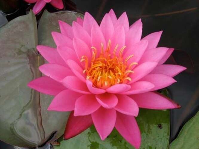 Afbeelding bij Waterlelie - Nymphaea 'Mayla' 